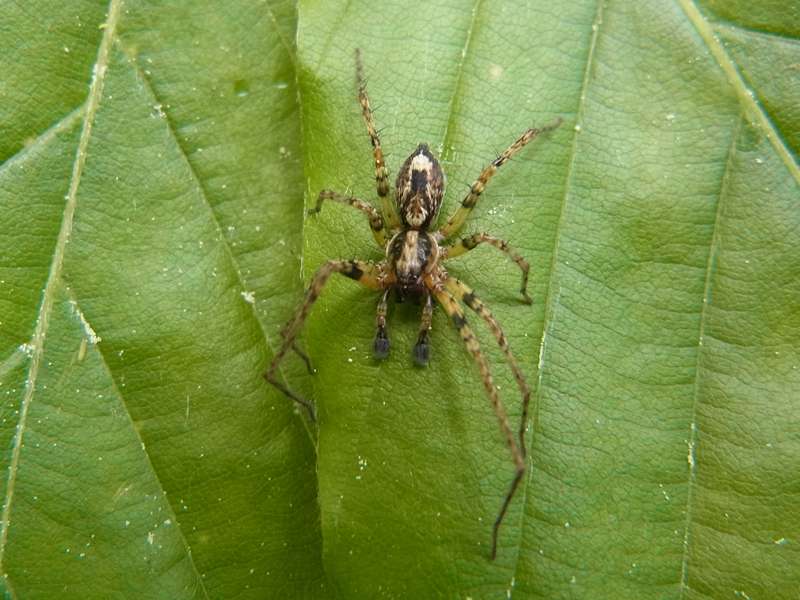 Vierfleck-Zartspinne (Buzzing Spider, Anyphaena accentuata), Männchen; Foto: 26.04.2014, Bochum-Riemke