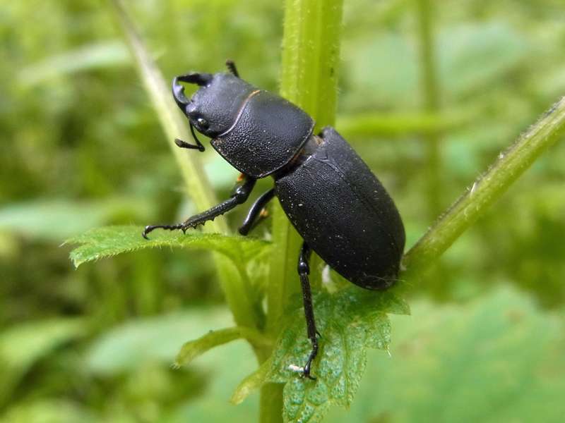 Balkenschröter (Lesser Stag Beetle, Dorcus parallelipipedus); Foto: 20.05.2014, Bochum-Riemke