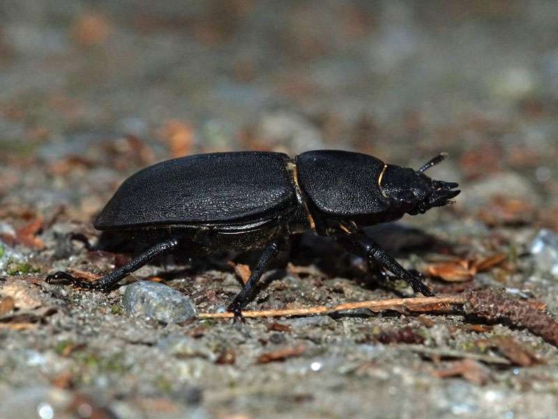 Balkenschröter (Lesser Stag Beetle, Dorcus parallelipipedus); Foto: 09.09.2016, Essen-Dellwig