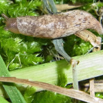Ackerschnecken (Agriolimacidae)