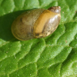 Bernsteinschnecken (Amber Snails, Succineidae)