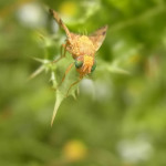 Bohrfliegen (Fruit Flies, Tephritidae)