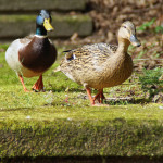Entenvögel (Ducks, Geese and Swans, Anatidae)
