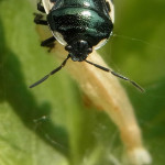 Erdwanzen (Shieldbugs, Cydnidae)