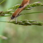Faulholzmotten (Concealer Moths, Oecophoridae)