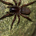 Finsterspinnen (Three-clawed Cribellate Spiders, Amaurobiidae)