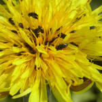 Glanzkäfer (Sap Beetles, Nitidulidae)