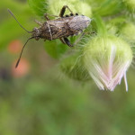 Glasflügelwanzen (Scentless Plant Bugs, Rhopalidae)