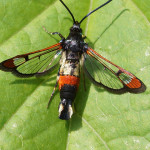 Glasflügler (Clearwing Moths, Sesiidae)