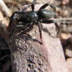 Glattbauchspinnen (Gnaphosidae)
