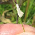 Grasminiermotten (Grass-miner Moths, Elachistidae)