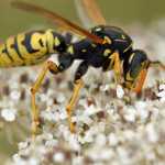 Hautflügler (Ants, Bees, Wasps and Sawflies, Hymenoptera)