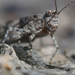 Heuschrecken (Grasshoppers and Crickets, Orthoptera)