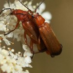 Käfer (Beetles, Coleoptera)