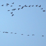 Kraniche (Cranes, Gruidae)