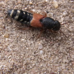 Kurzflügler (Rove Beetles, Staphylinidae)