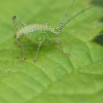 Langfühlerschrecken (Crickets and Bush Crickets, Ensifera)