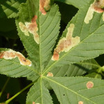 Miniermotten (Leaf Miners, Gracillariidae)