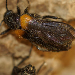 Ölkäfer (Blister Beetles, Meloidae)