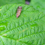 Palpenmotten (Twirler Moths, Gelechiidae)