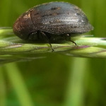 Pillenkäfer (Pill Beetles, Byrrhidae)