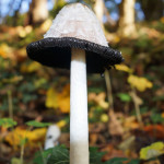 Unbestimmte Pilze (undetermined mushrooms)