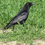 Rabenvögel (Crows, Jays and Magpies, Corvidae)