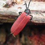 Rotdeckenkäfer (Net-winged Beetles, Lycidae)