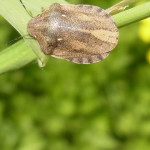 Schildwanzen (Metallic Shieldbugs, Scutelleridae)