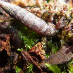 Schließmundschnecken (Door Snails, Clausiliidae)