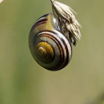 Schnecken (Slugs and Snails, Gastropoda)