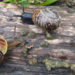 Schnirkelschnecken (Snails, Helicidae)