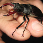 Schröter (Stag Beetles, Lucanidae)