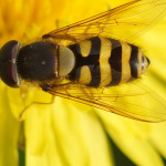 Schwebfliegen (Hoverflies, Syrphidae)