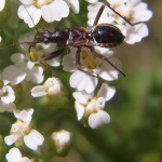 Sichelwanzen (Damsel Bugs, Nabidae)