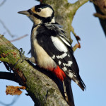 Spechte (Woodpeckers, Picidae)
