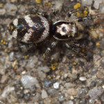 Springspinnen (Jumping Spiders, Salticidae)