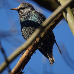 Stare (Starlings, Sturnidae)
