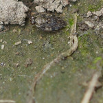 Uferwanzen (Shore Bugs, Saldidae)