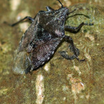 Wanzen (True Bugs, Heteroptera)