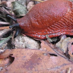 Wegschnecken (Roundback Slugs, Arionidae)