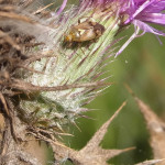 Weichwanzen (Plant Bugs, Grass Bugs and Leaf Bugs, Miridae)