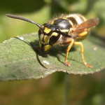 Faltenwespen (Wasps, Vespidae)