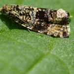 Wickler (Tortrix Moths, Tortricidae)