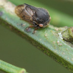 Zikaden (Leafhoppers and Cicadas, Auchenorrhyncha)