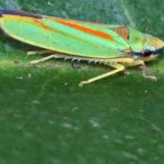 Zikaden (Leafhoppers and Cicadas, Auchenorrhyncha)