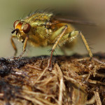 Zweiflügler (True Flies, Diptera)
