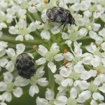 Speckkäfer (Carpet Beetle, Dermestidae)