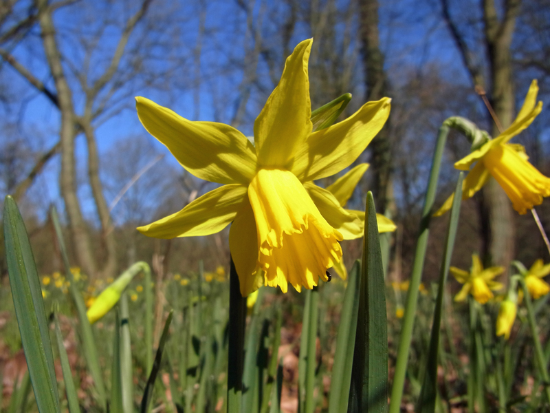 Gelbe Narzisse oder Osterglocke (Narcissus pseudonarcissus) im Botanischen Garten der RUB; Foto: 08.03.2014, Bochum-Querenburg