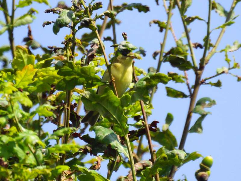 Gelbspötter (Icterine Warbler, Hippolais icterina); Foto: 21.08.2013, Troisdorf